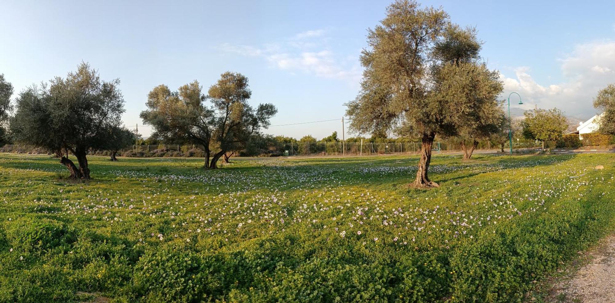 Huge & Private Villa In Kibbutz دفنة المظهر الخارجي الصورة